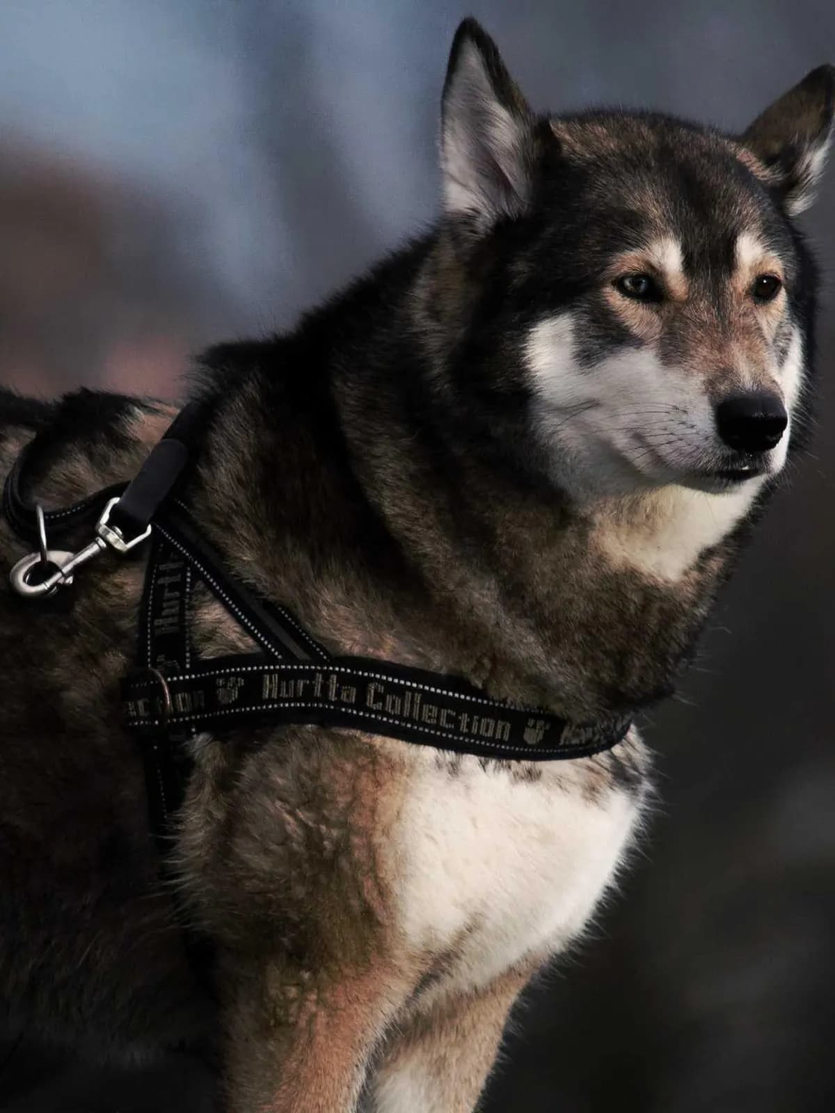 Adiestramiento canino en positivo a domicilio