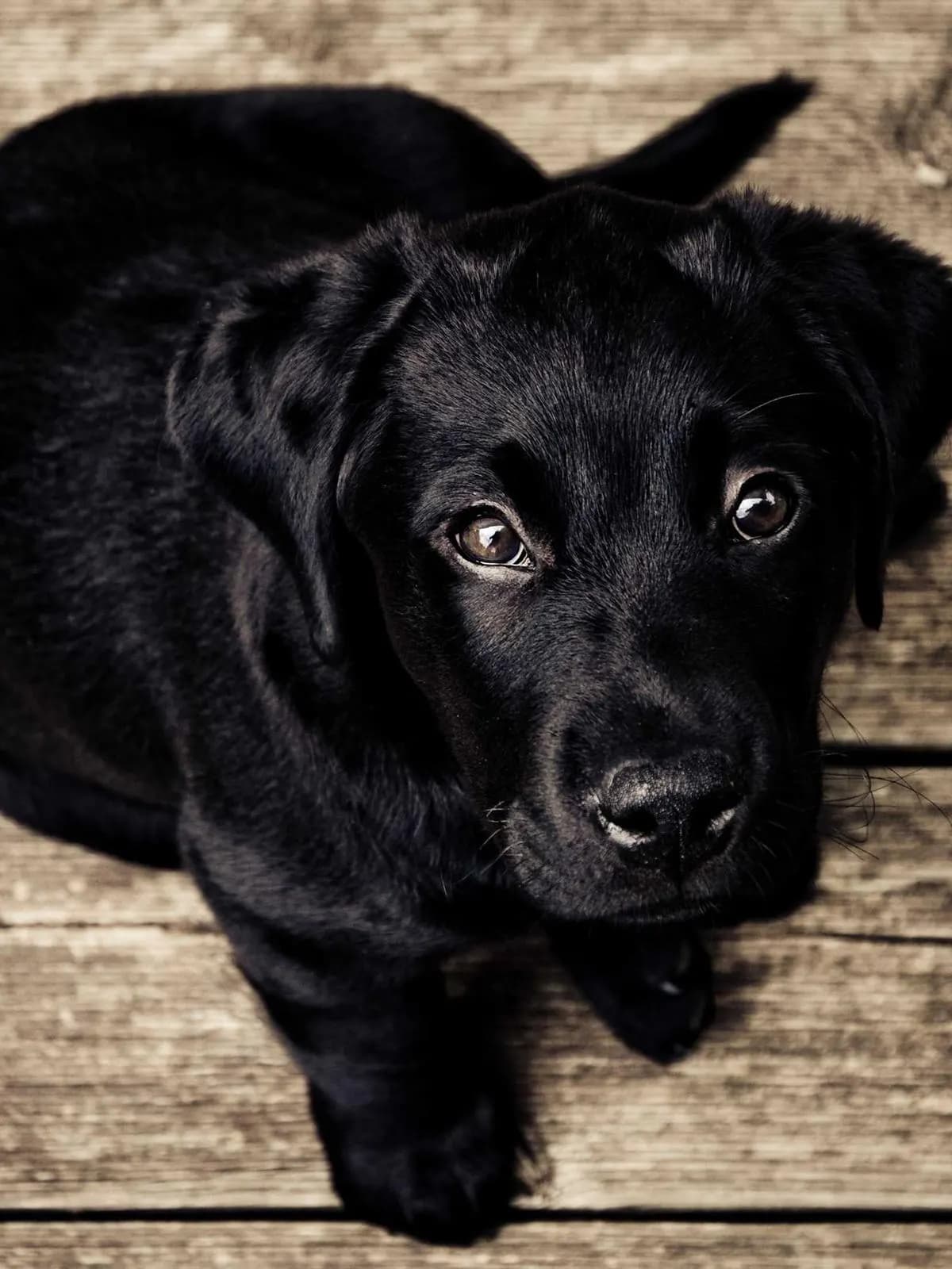Paseador y cuidador de perros con fotos de cada paseo